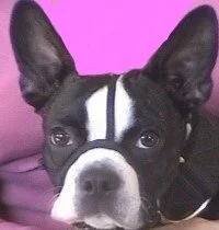 Head collar for short nosed deals dogs